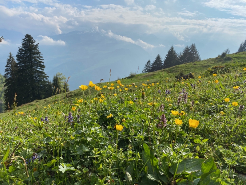 Sennis alpine meadow